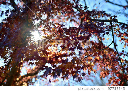 十二月的隆冬,枯黃的楓葉依然閃閃發光 十二月的隆冬,枯黃的楓葉依然閃閃發光 97737345