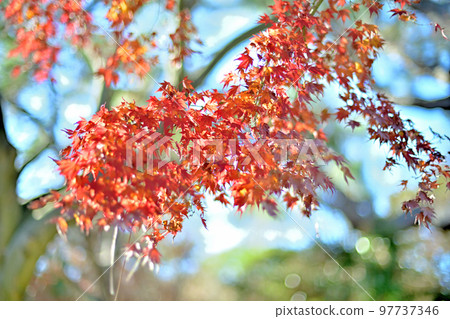 十二月的隆冬,枯黃的楓葉依然閃閃發光 十二月的隆冬,枯黃的楓葉依然閃閃發光 97737346