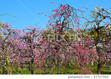 東海地區的垂梅名勝』 東海地區的垂梅名勝』 97737569