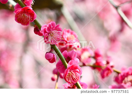 Weeping plum blossoms in early spring Weeping plum blossoms in early spring 97737581