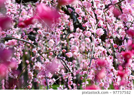 Weeping plum blossoms in early spring 97737582