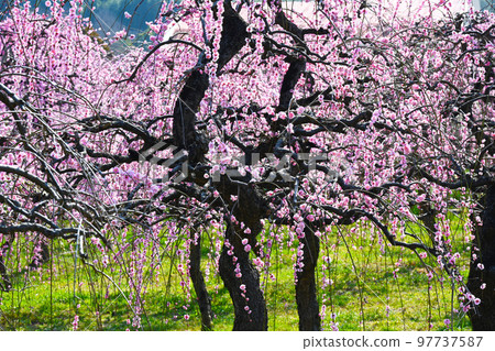 垂梅初春 97737587