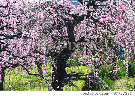 垂梅初春 97737588