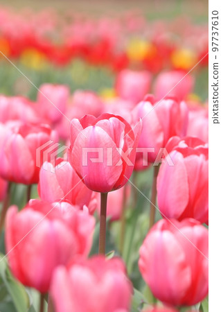 Tulip field Tulip field 97737610