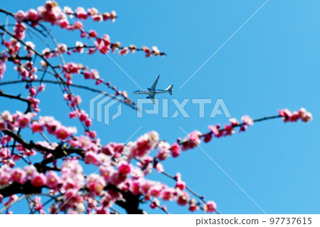 weeping plum and airplane weeping plum and airplane 97737615