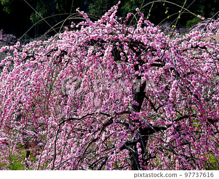Weeping plum blossoms in early spring Weeping plum blossoms in early spring 97737616