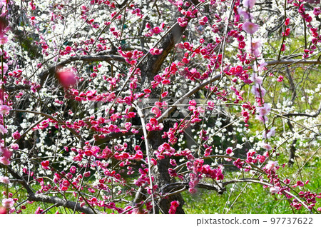 Weeping plum blossoms in early spring Weeping plum blossoms in early spring 97737622