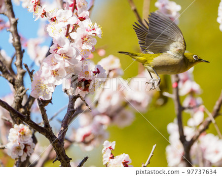 白眼跳出白梅花 97737634