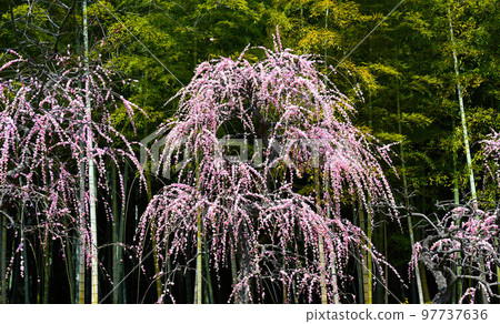 竹林和垂枝梅 97737636