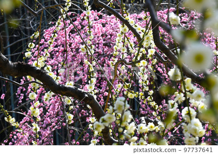 垂梅初春 垂梅初春 97737641