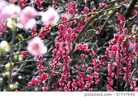 垂梅初春 97737648