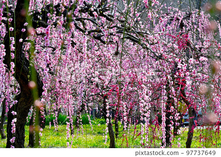 垂梅初春 97737649