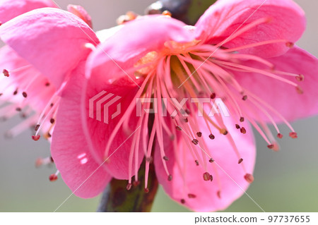 Weeping plum blossoms in early spring Weeping plum blossoms in early spring 97737655