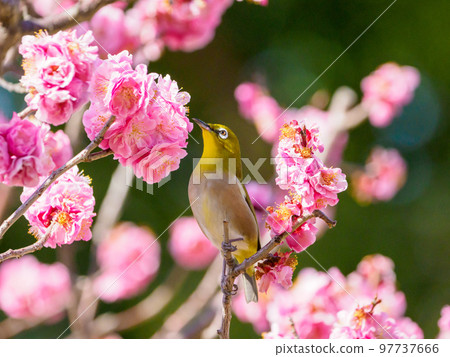 Red plum blossom and white-eye 97737666