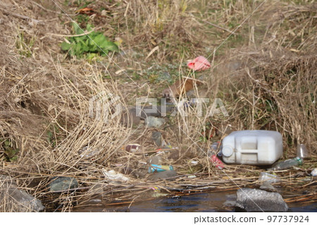 A weasel moving through a dry reed thicket A weasel moving through a dry reed thicket 97737924