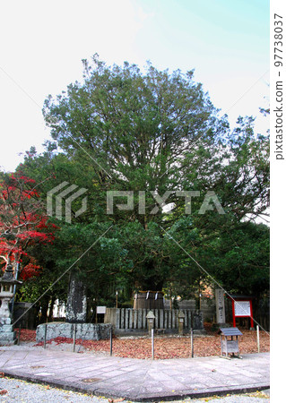 Nagi, Nagi, and Kumano Hayatama Grand Shrine (Shingu City, Wakayama Prefecture) 97738037