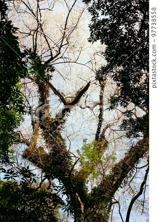 Edohigan in full bloom 97738558