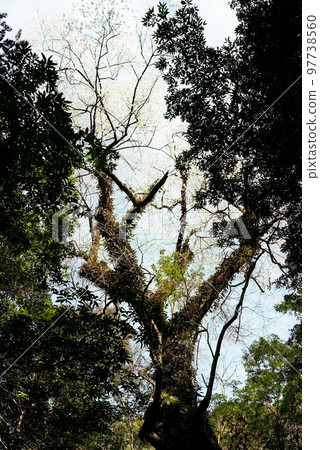 Okujuso's large Edhigan that greeted spring 97738560