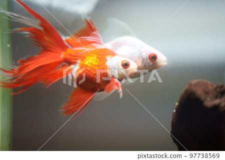 Red and white goldfish in mating season Red and white goldfish in mating season 97738569