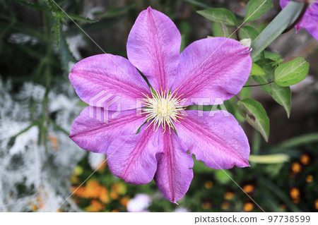 beautiful purple clematis petals beautiful purple clematis petals 97738599