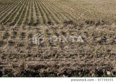 Late autumn rice field 97739355