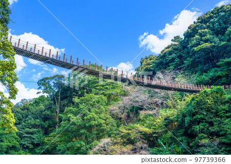 Rich nature (Hikawa / Hinokuni bridge Suspension bridge scenery) ``Tategamikyo Satochi Park'' 97739366