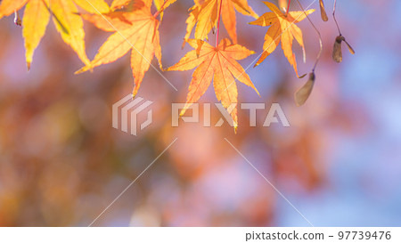 maple leaves turning orange maple leaves turning orange 97739476