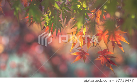 Autumn leaves with a slightly dark feeling 97739477