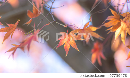 The maples that feel like autumn 97739478