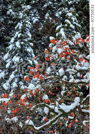 雪和柿子樹 雪和柿子樹 97739532