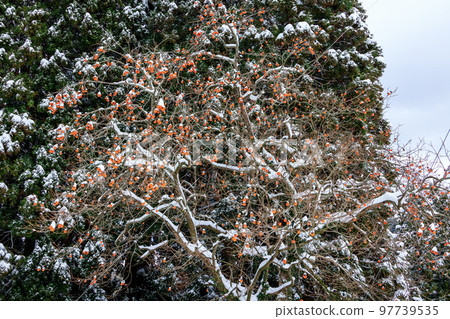 雪和柿子樹 雪和柿子樹 97739535