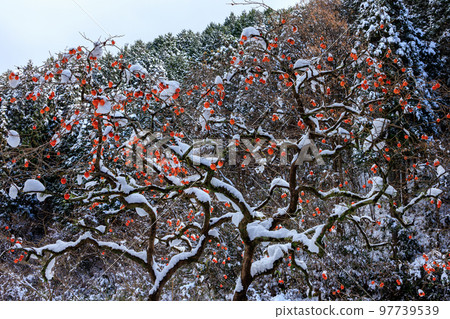 雪和柿子樹 雪和柿子樹 97739539