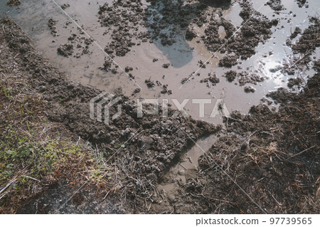 rice planting, paddy, paddy field 97739565