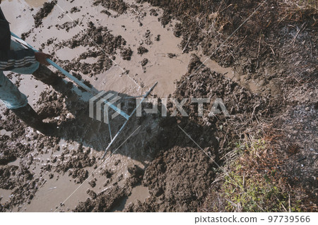 rice planting, paddy, rice crop 97739566