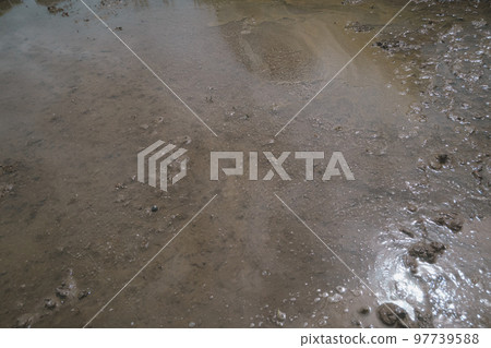 paddy field, rice field, rice planting 97739588