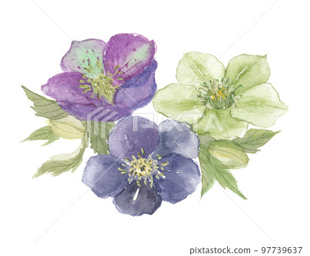 聖誕節玫瑰 97739637