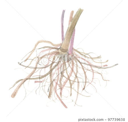 聖誕玫瑰根莖 97739638