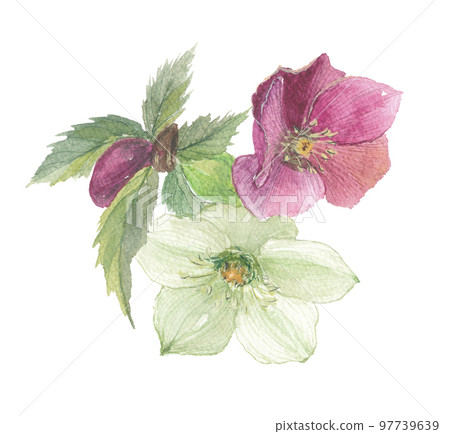 聖誕節玫瑰 97739639