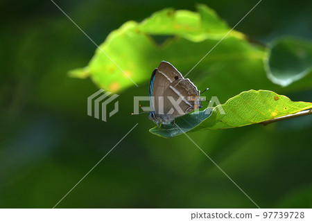 Corbicula japonicum Fresh male backside with teri 97739728