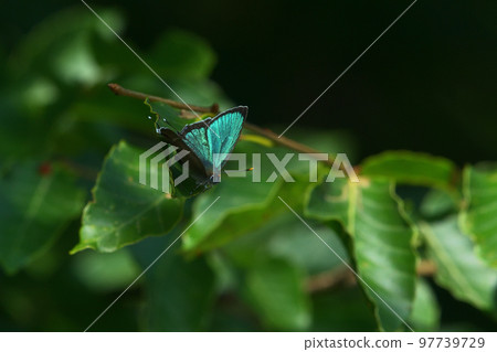 Wings spread of a male red-eyed pine tree 97739729