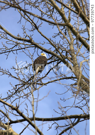 eagle sitting on a tree eagle sitting on a tree 97739743