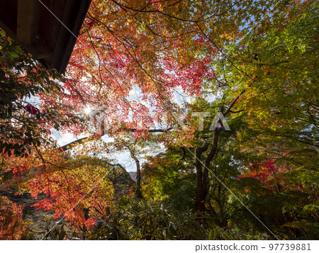 Nonin Koya Muroji Temple 色彩繽紛的秋葉 97739881