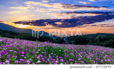 Cosmos field scenery with a beautiful sunset in the background 97739970