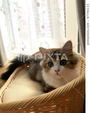 cute calico kitten cute calico kitten 97740115