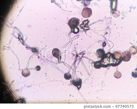 Rhizophyllum rhizome Rhizophyllum rhizome 97740573