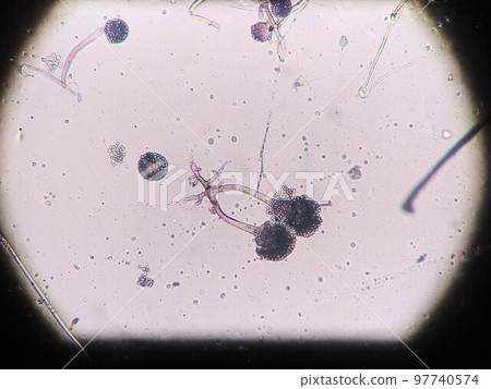 fungal root fungal root 97740574