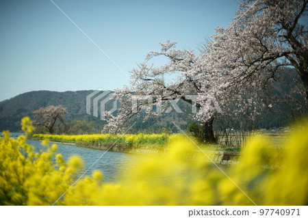 櫻花和油菜花盛開在餘後湖畔 櫻花和油菜花盛開在餘後湖畔 97740971