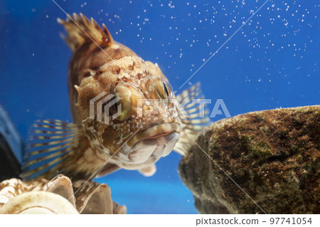 蝎子魚 Gashira Rockfish 魚 97741054