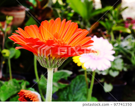 Orange gerbera daisy lower in the garden Orange gerbera daisy lower in the garden 97741350
