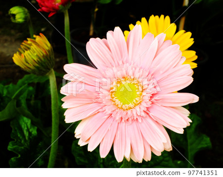 Pink gerbera daisy lower in the garden 97741351